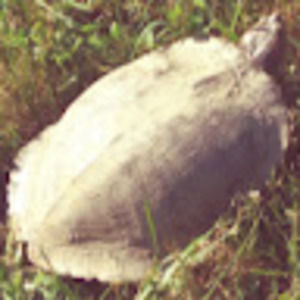 Meet your Posher, Samuel